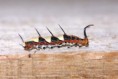 /album/galeria-de-fotos/beautifull-bug-by-renataangeli-jpg/